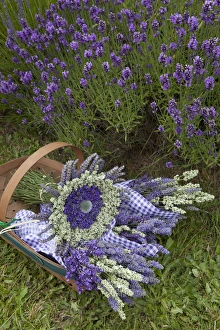 Images Dated 23rd July 2012: North America, United States, Washington, Sequim, basket of bouquets of dried lavender