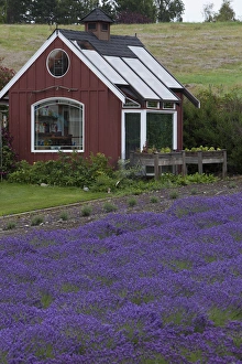 Images Dated 23rd July 2012: North America, United States, Washington, Sequim, field of lavender and red garden