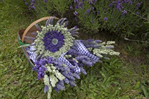 Images Dated 23rd July 2012: North America, United States, Washington, Sequim, basket of bouquets of dried lavender
