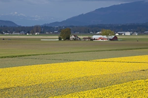 Images Dated 20th April 2011: North America, United States, Washington, Mount Vernon, daffodil fields in bloom