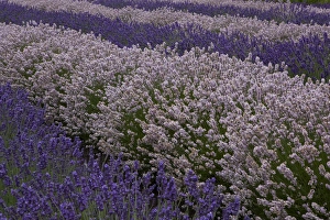 Images Dated 23rd July 2012: North America, United States, Washington, Sequim, rows of different shades of lavender