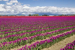 North America, United States, Washington, Mount Vernon, tulip fields bloom