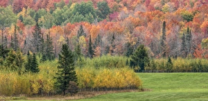 Images Dated 28th September 2014: North America, US, Michigan, Upper Peninsula. Autumn trees along roadside