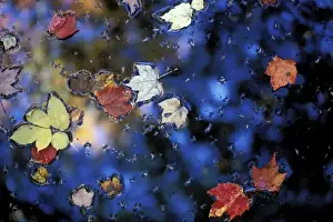 North America, US, NH, Leaves in a pond next to the Kilburn Loop Trail in Pisgah State Park