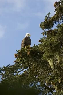 Images Dated 24th July 2005: North America, USA, AK. Bald Eagle (Haliaeetus leucocephalus)