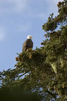 Mature Prints: North America, USA, AK. Bald Eagle (Haliaeetus leucocephalus)
