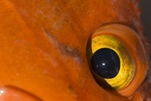 Images Dated 29th July 2006: North America, USA, AK, Inside Passage. Color and textures of Yelloweye Rockfish