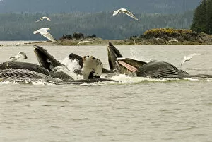 Images Dated 30th July 2006: North America, USA, AK, Inside Passage. Humpback Whale cooperative bubble net feeding