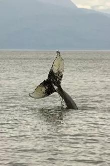 North America, USA, AK, Inside Passage. Humpback Whale head stand behavior