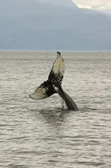 Images Dated 25th July 2005: North America, USA, AK, Inside Passage. Humpback Whale head stand behavior