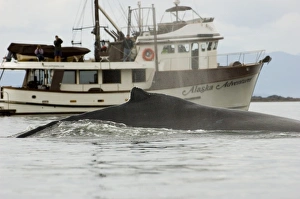 Images Dated 23rd July 2005: North America, USA, AK, Inside Passage. Humpback Whale (Megaptera novaeangliae) dorsal fin