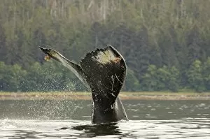 Images Dated 23rd July 2005: North America, USA, AK, Inside Passage. Humpback Whale (Megaptera novaeangliae). Pattern