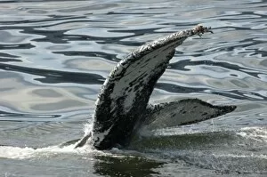 Images Dated 24th July 2005: North America, USA, AK, Inside Passage. Humpback Whale (Megaptera novaeangliae) fluke pattern