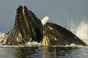 Images Dated 24th July 2005: North America, USA, AK, Inside Passage. Humpback Whales (Megaptera novaeangliae)
