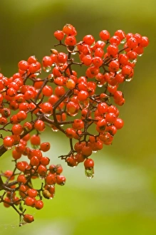 Images Dated 27th July 2005: North America, USA, AK, Inside Passage. Red Elderberry (Sambucus racemosa) Raw berries