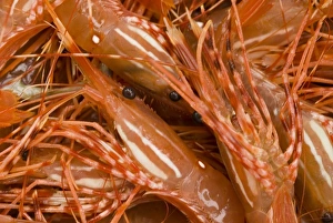 Images Dated 25th July 2006: North America, USA, AK, Inside Passage. Trap caught Spot Prawn (Pandalus platyceros)