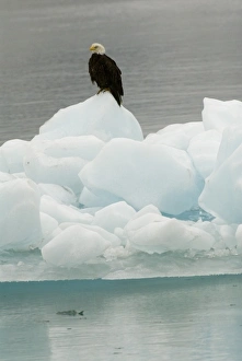 Images Dated 25th July 2006: North America, USA, AK, Inside Passage. Bald Eagle perches on ice floe