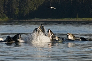 Images Dated 29th July 2006: North America, USA, AK, Inside Passage. Humpback Whale (Megaptera novaeangliae) cooperative