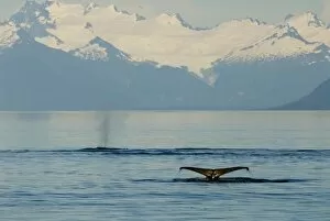 Images Dated 29th July 2006: North America, USA, AK, Inside Passage. Humpback Whales flukes and blow with Coastal