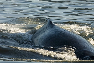 Images Dated 29th July 2006: North America; USA; AK; Inside Passage. Humpback Whale (Megaptera novaeangliae) broad back