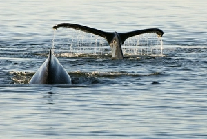 Images Dated 29th July 2006: North America, USA, AK, Inside Passage. Humpback Whales in dive sequence