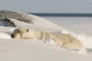 Images Dated 4th October 2008: North America, USA, Alaska, 1002 area of the Arctic National Wildlife Refuge. A
