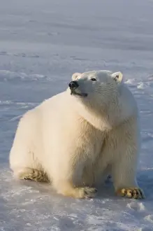 North America, USA, Alaska, 1002 Coastal Plain of the Arctic National Wildlife Refuge