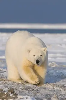 North America, USA, Alaska, 1002 Coastal Plain of the Arctic National Wildlife Refuge