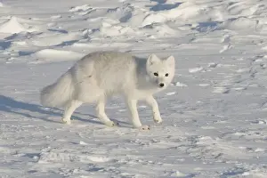 Images Dated 15th October 2008: North America, USA, Alaska, 1002 Coastal Plain of the Arctic National Wildlife Refuge