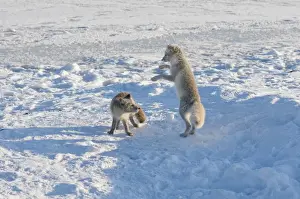Images Dated 15th October 2008: North America, USA, Alaska, 1002 Coastal Plain of the Arctic National Wildlife Refuge