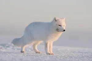 Images Dated 20th October 2008: North America, USA, Alaska, 1002 Coastal Plain of the Arctic National Wildlife Refuge