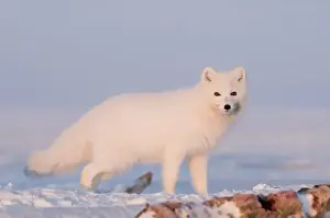 North America, USA, Alaska, 1002 Coastal Plain of the Arctic National Wildlife Refuge