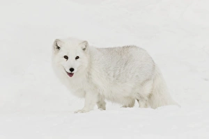 North America, USA, Alaska, 1002 Coastal Plain of the Arctic National Wildlife Refuge
