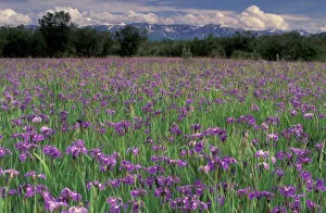 Anchorage Prints: North America, USA, Alaska, Anchorage, Eklutna Flats, Iris flowers (Iris setosa)