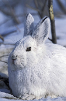 North America, USA, Alaska, ANWR. Snowshoe hare in its winter white camouflage fur