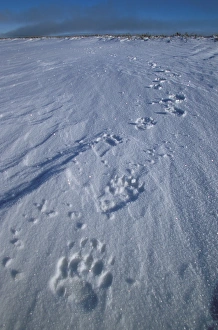 Images Dated 2nd August 2006: North America, USA, Alaska, Arctic Coastal Plain. Fresh Grizzly Bear (Ursus arctos)