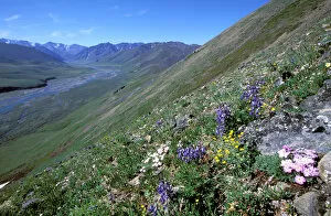 Images Dated 2nd August 2006: North America, USA, Alaska, Arctic National Wildlife Refuge. Wildflowers cover the