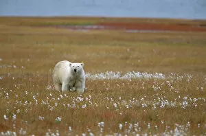 Images Dated 2nd August 2006: North America, USA, Alaska, Arctic National Wildlife Refuge. A polar bear looks up