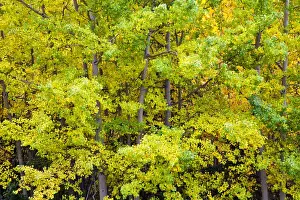 Full Prints: North America; USA; Alaska; Aspen Trees starting to change to Autumn Color