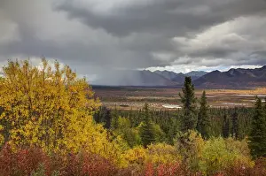 Images Dated 11th September 2010: North America; USA; Alaska; Autumn Color along the Glennallen Highway