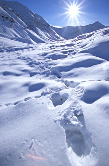 Images Dated 2nd August 2006: North America, USA, Alaska, Brooks Range. Grizzly Bear (Ursus arctos) in the first