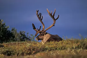 Images Dated 10th November 2005: North America, USA, Alaska, Denali National Park. Caribou, Rangifer tarandus, bull