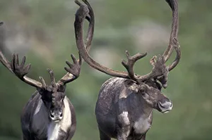 Images Dated 2nd December 2004: North America, USA, Alaska, Denali NP, near Thorofare Pass. Bull caribou