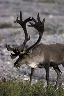 Images Dated 2nd December 2004: North America, USA, Alaska, Denali NP, Savage River. Bull caribou