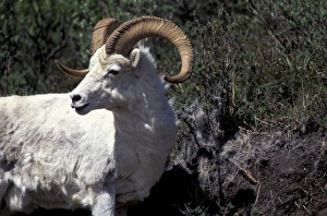 Images Dated 2nd December 2004: North America, USA, Alaska, Denali NP, Polychrome Pass. Dall ram