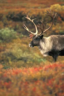 Images Dated 9th May 2011: North America, USA, Alaska, Denali NP, Tundra. Caribou (Rangifer tarandus). Autumn