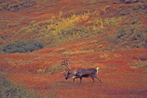 Animal Body Prints: North America, USA, Alaska, Denali NP, Tundra. Caribou (Rangifer tarandus). Autumn