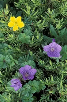 Images Dated 2nd December 2004: North America, USA, Alaska, Denali NP cluster Geranium erianthum (Northern Geranium)