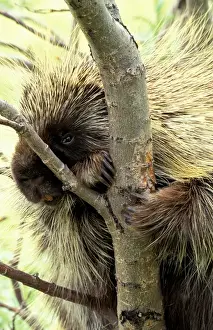 Images Dated 11th February 2005: North America, USA, Alaska, Denali NP North American porcupine (Erethizon dorsatum)