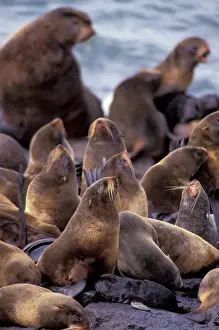 Endangered Prints: North America, USA, Alaska. Endangered Northern Fur Seal (Callorninus ursinus)